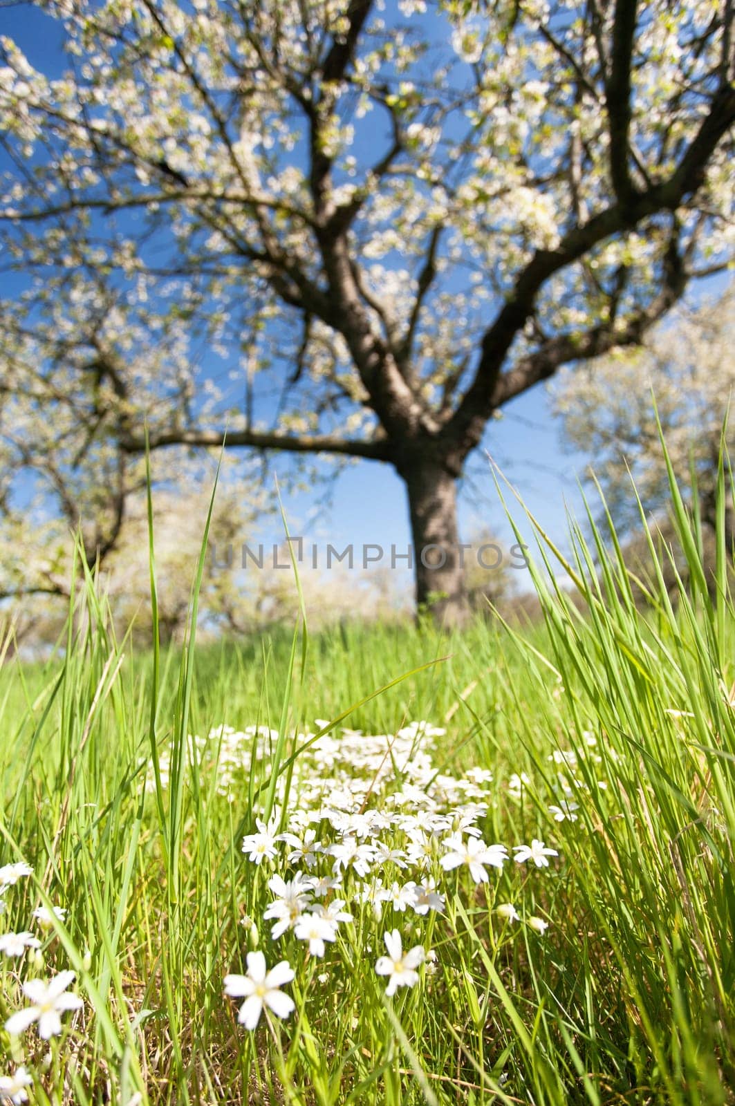 Everything is blooming
