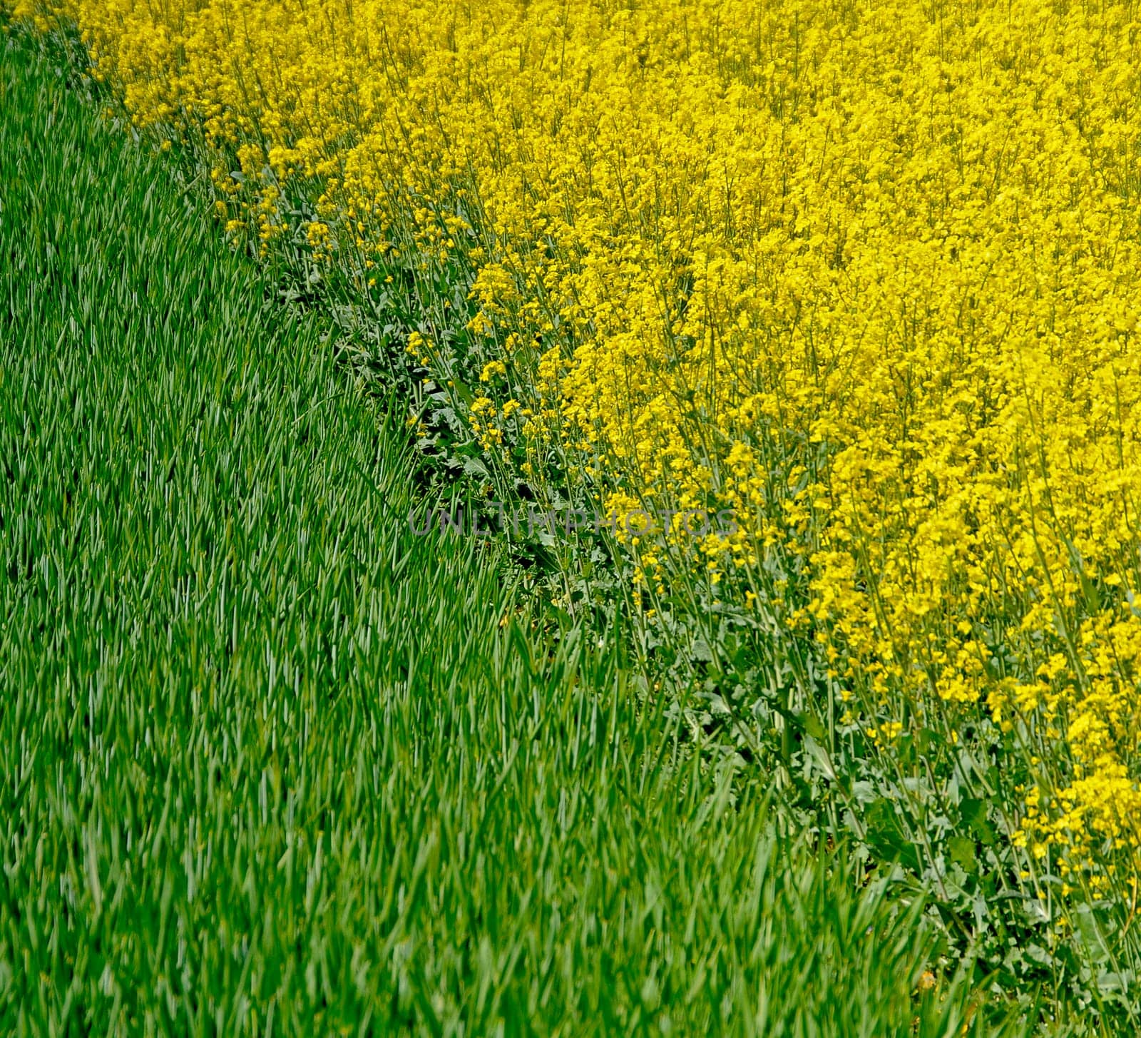 Field Geometry