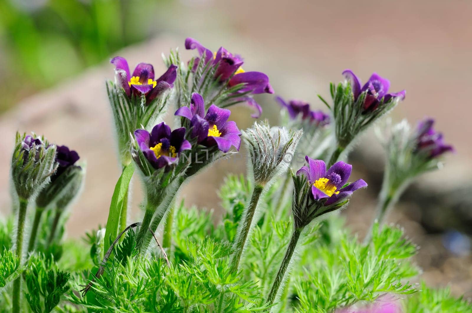 Pasque Flowers