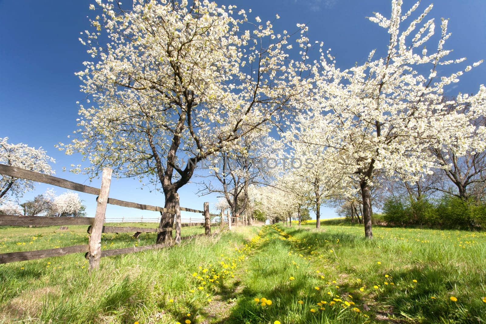 Cherry blossom