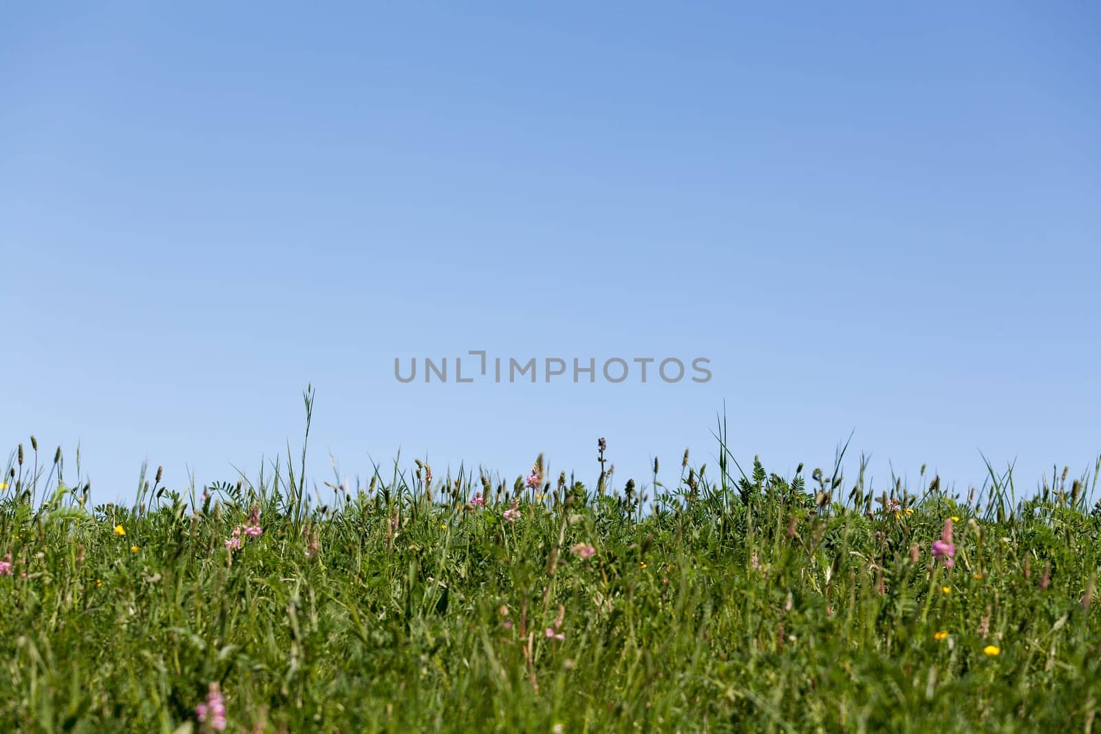 Meadow with horizon,with blue sky as background usable