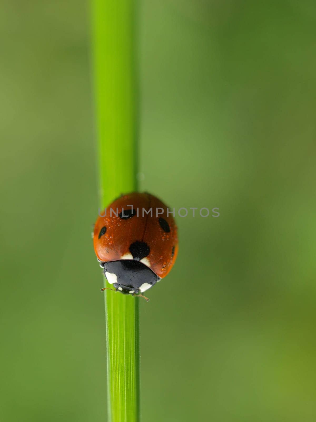 7Point Ladybug