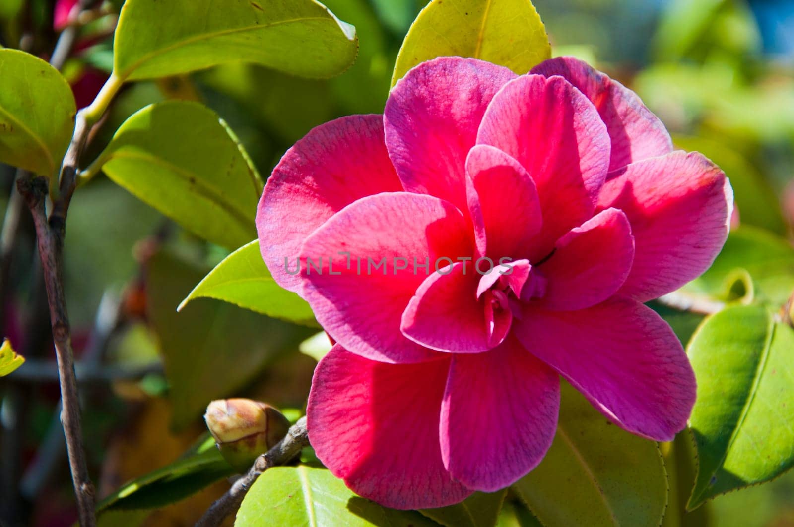 Red camellia flower in the sunny garden
