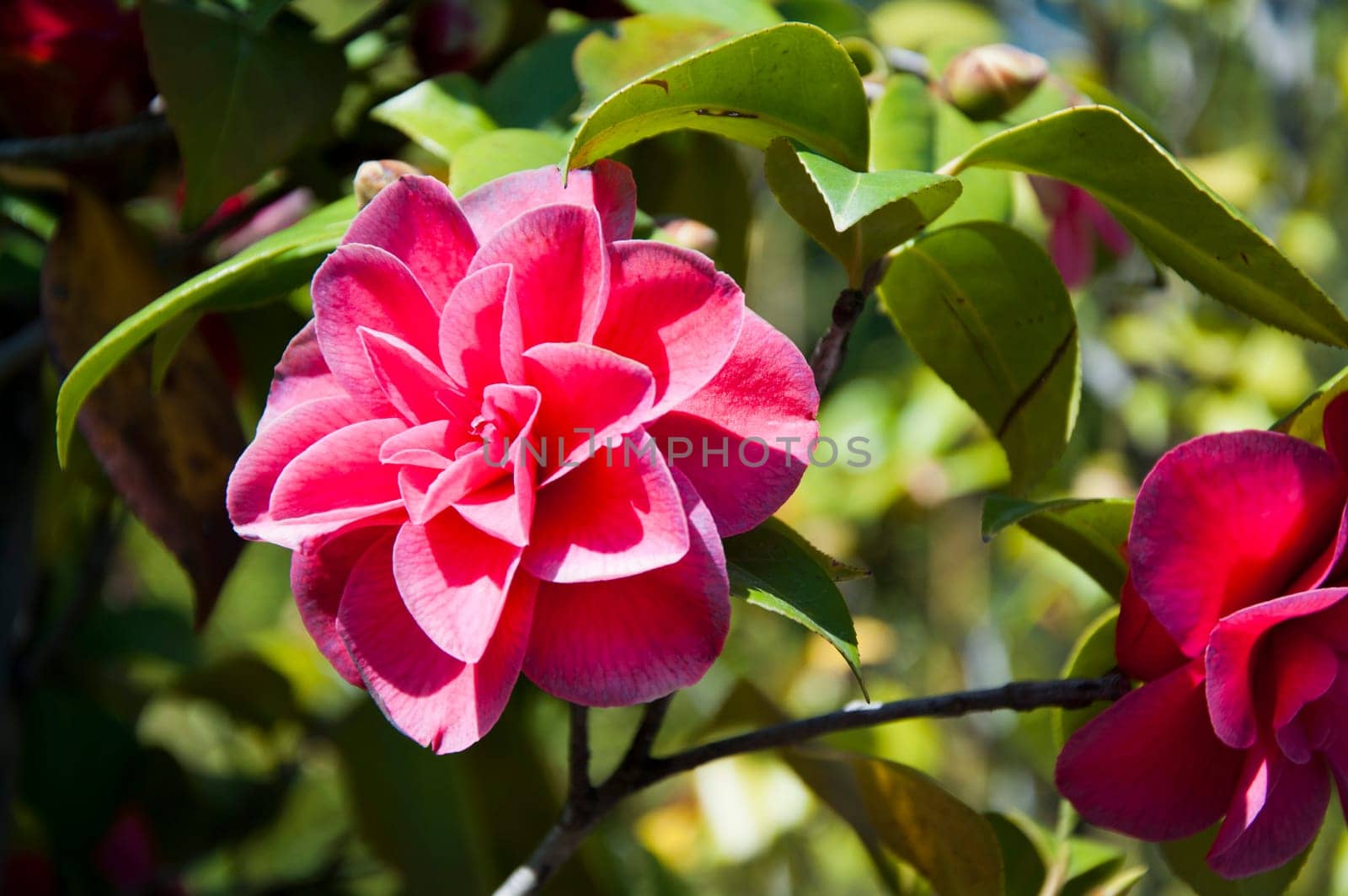 Red camellia flower in the sunny garden