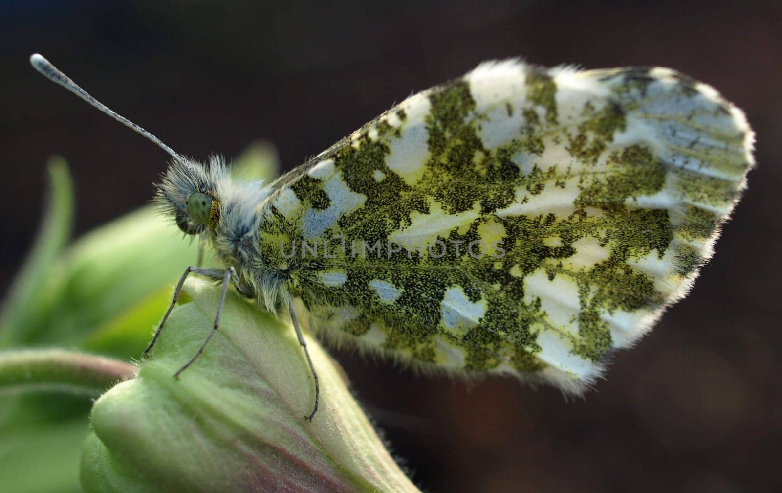 Orange tip