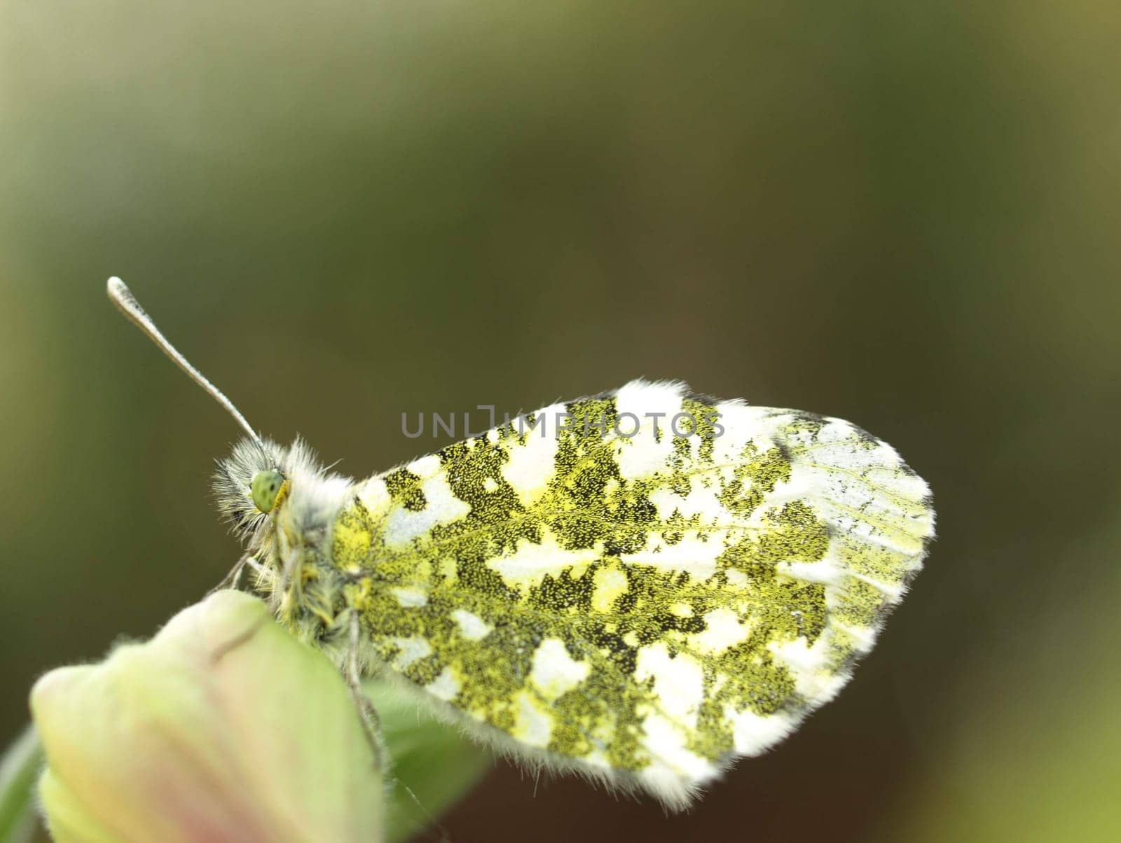 Orange tip