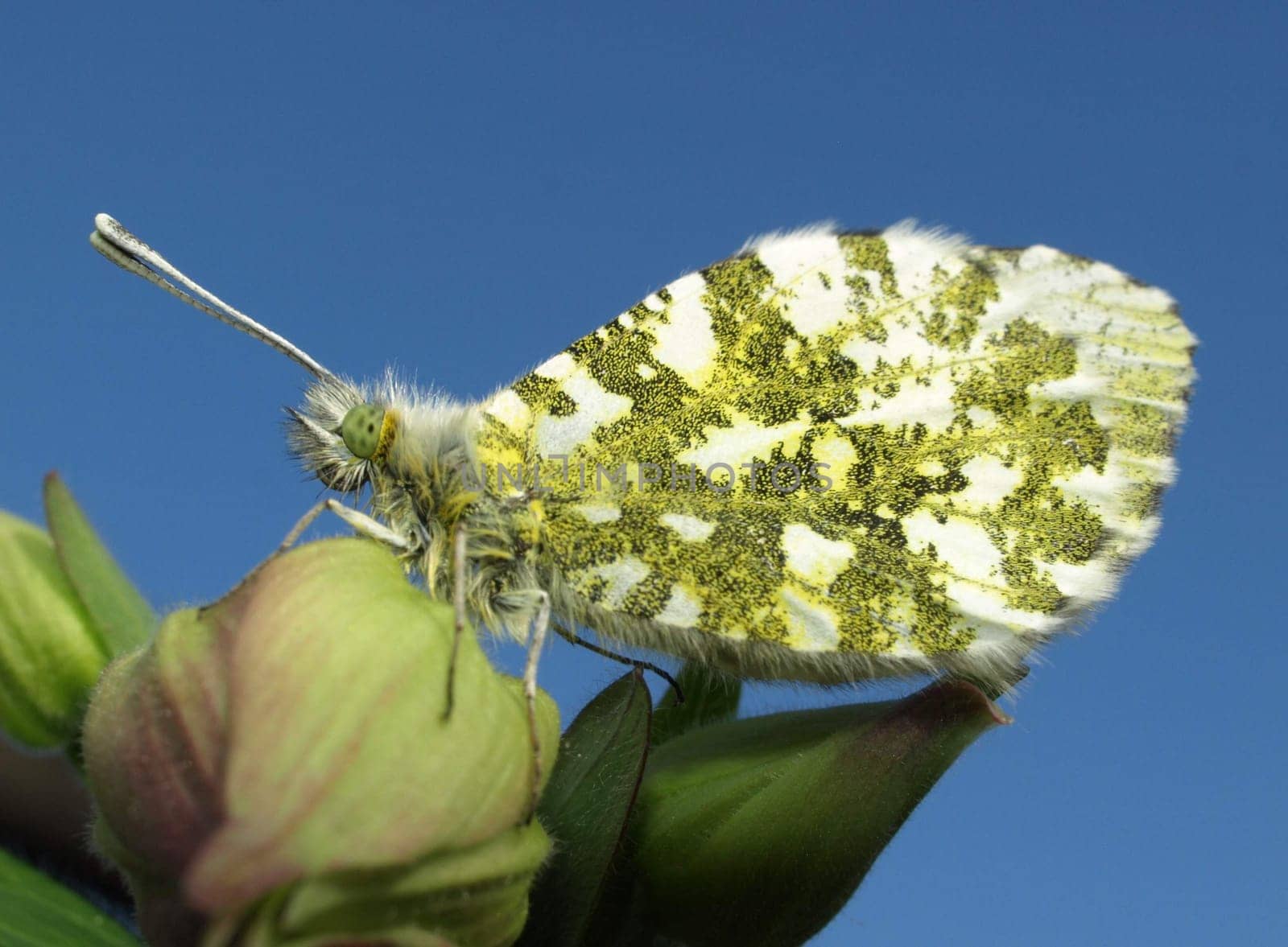 Orange tip