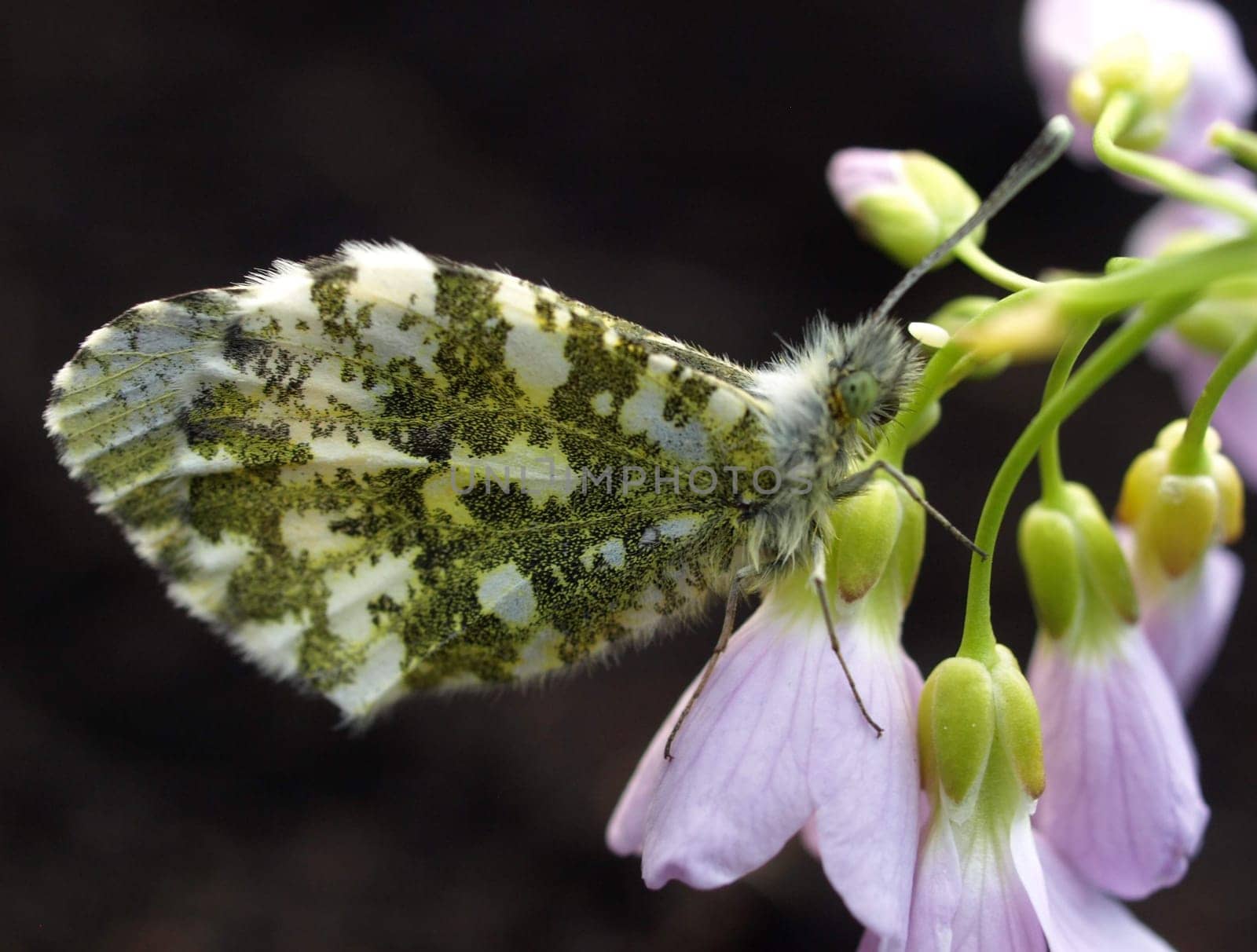 Orange tip