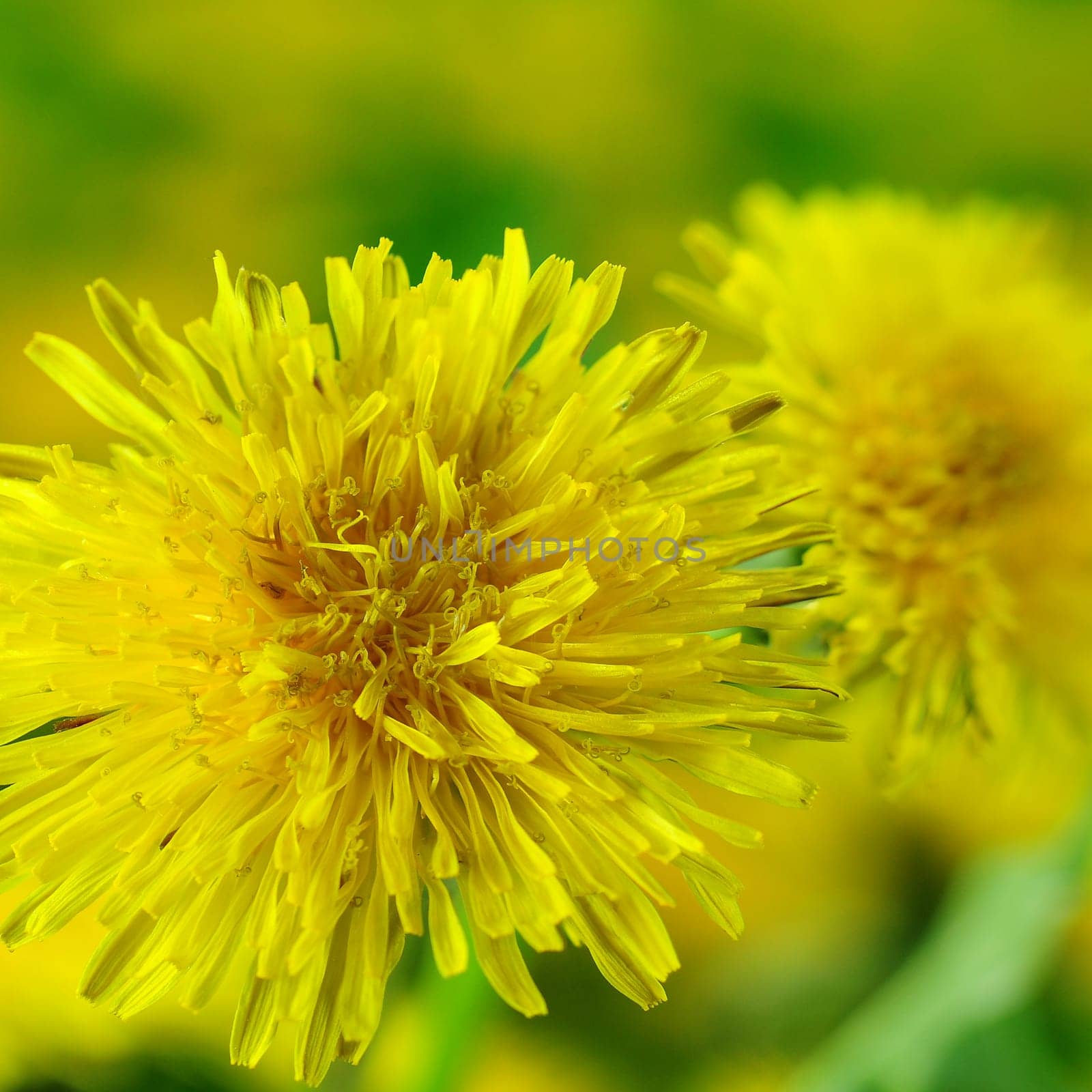 Dandelion