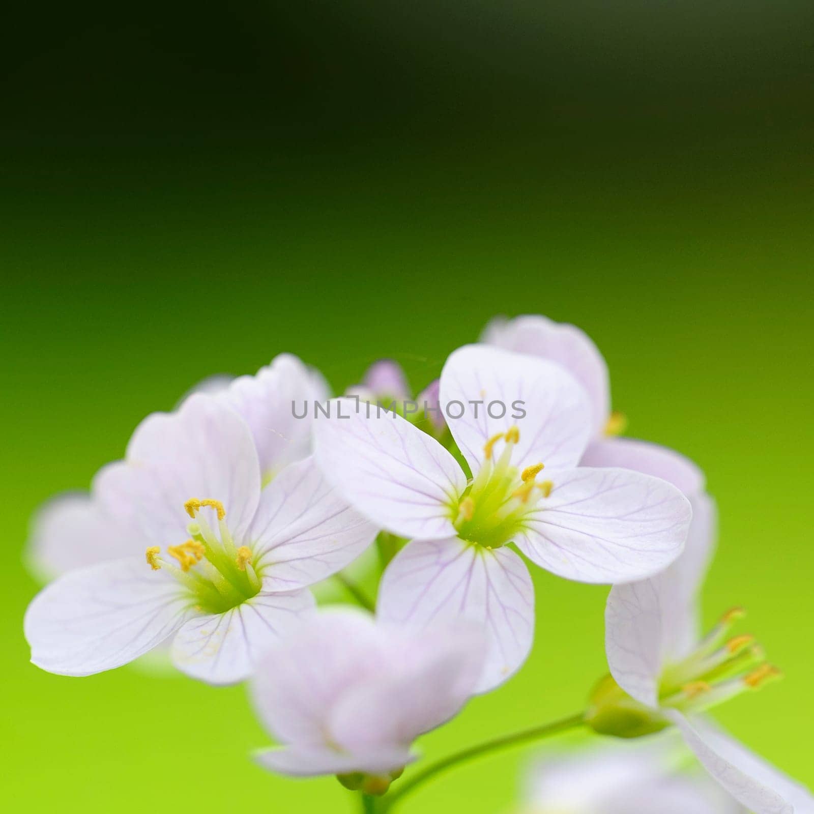 Meadowfoam