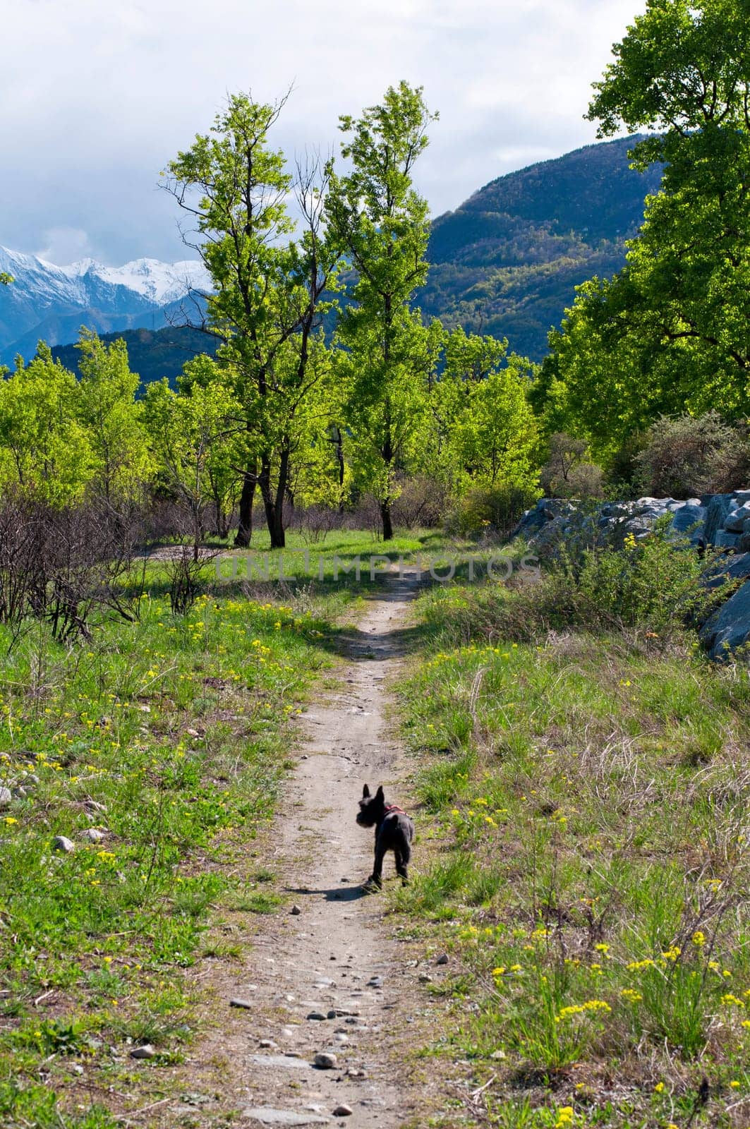 small black dog in countryside trail, spring landscape