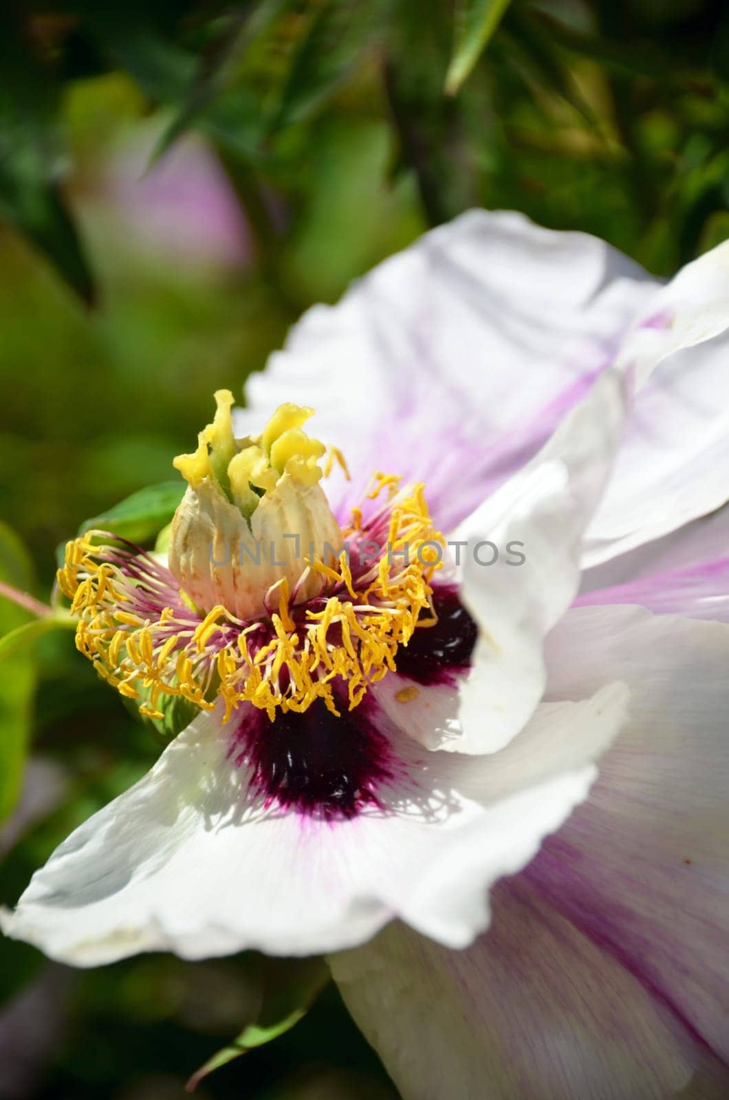 peony