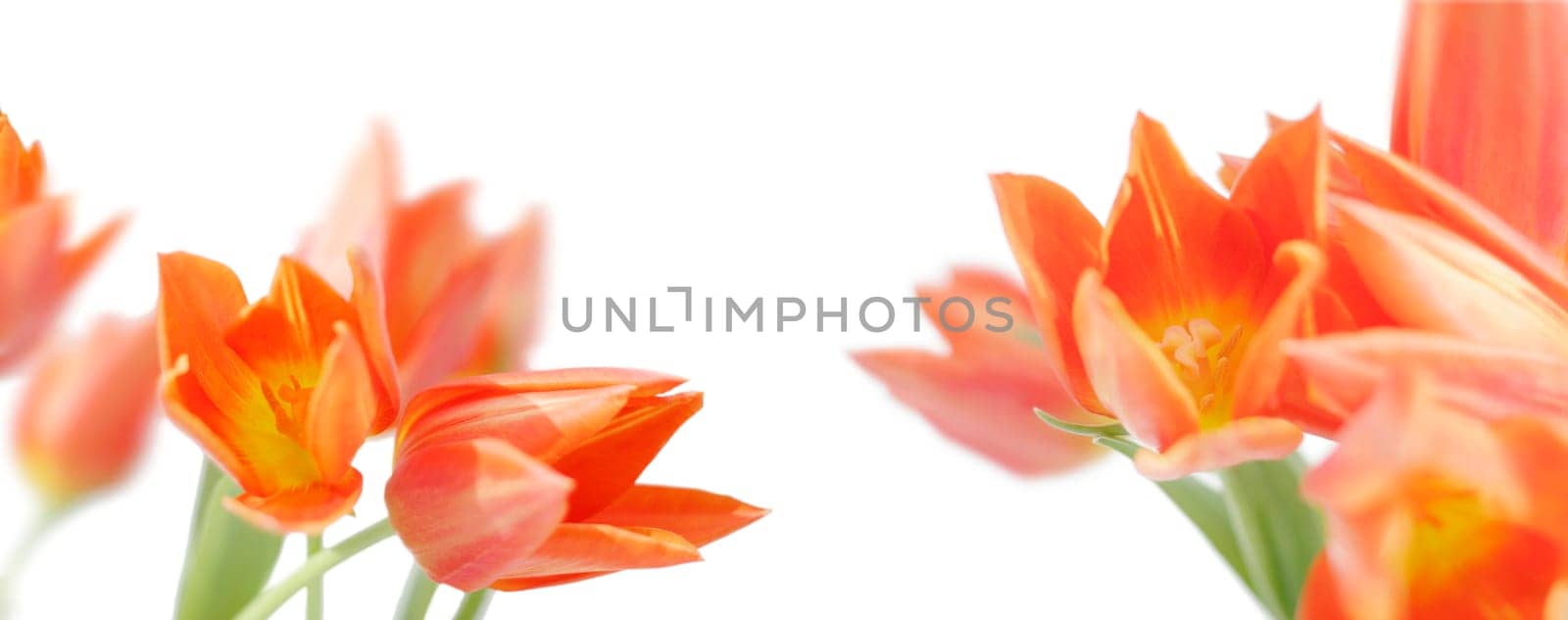Orange-yellow tulips against a white background - Highres