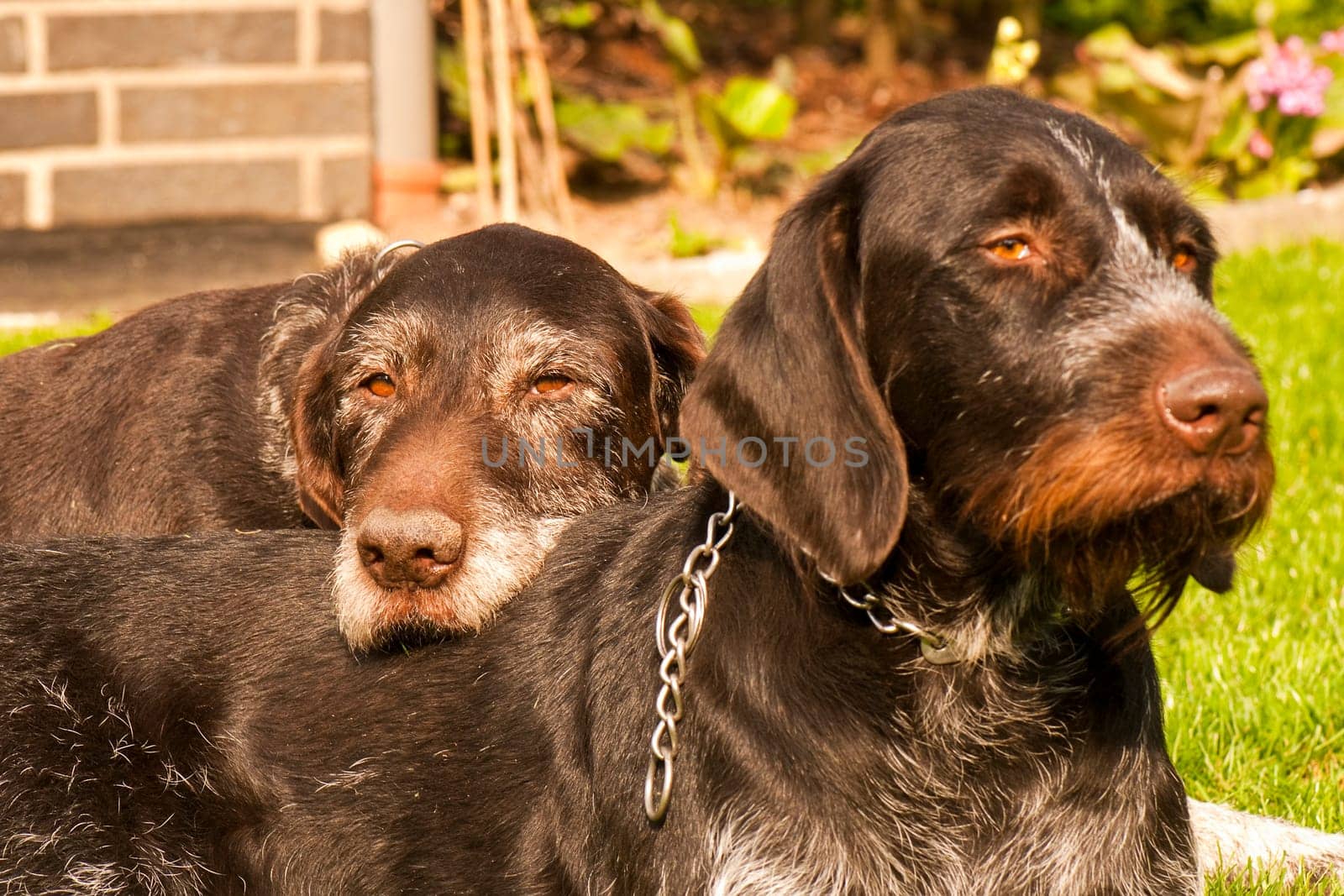 Old and young German wirehaired lying
