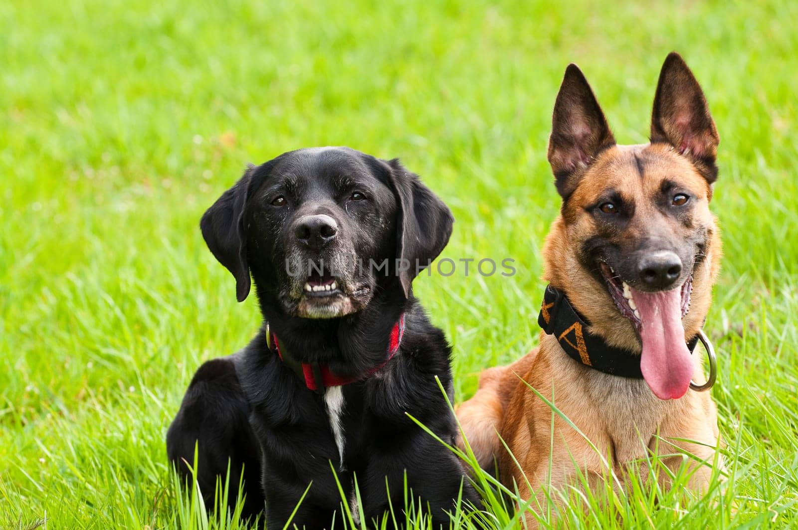 Malinois and Labrador mix on a greenfield site