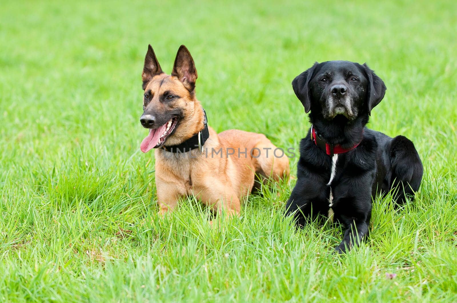 Malinois and Labrador mix on a greenfield site