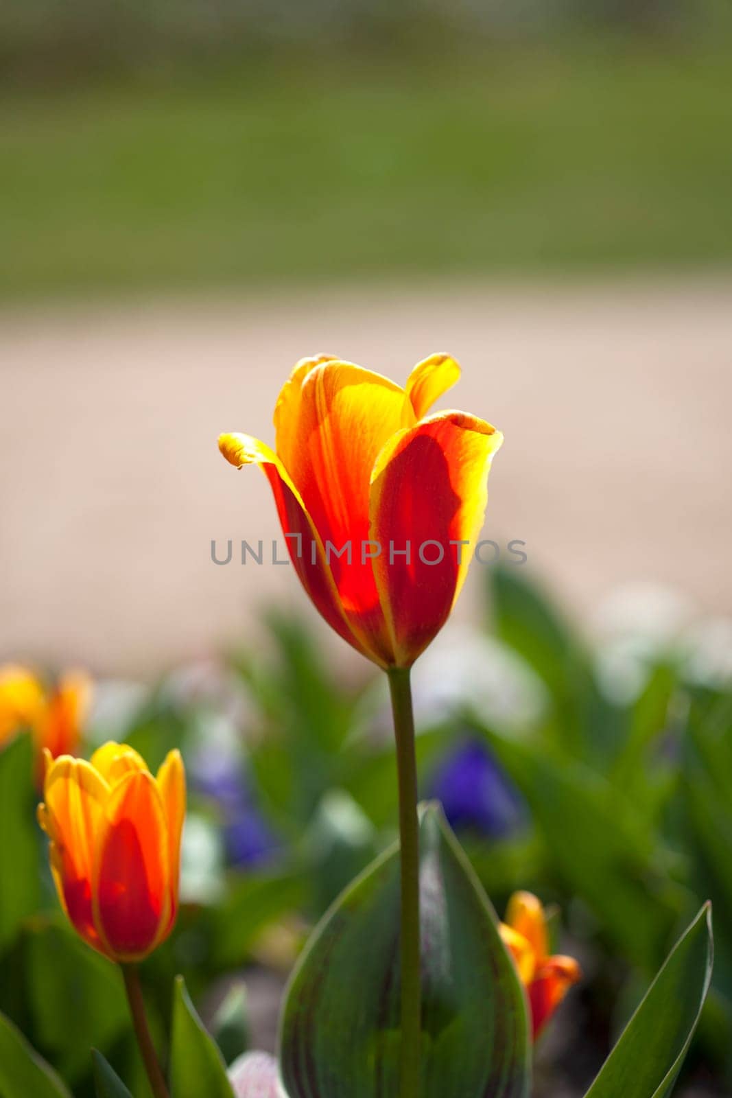 Tulips