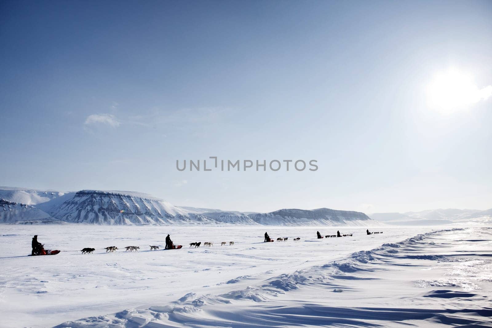 A dog sled expedition across a barren winter landscape