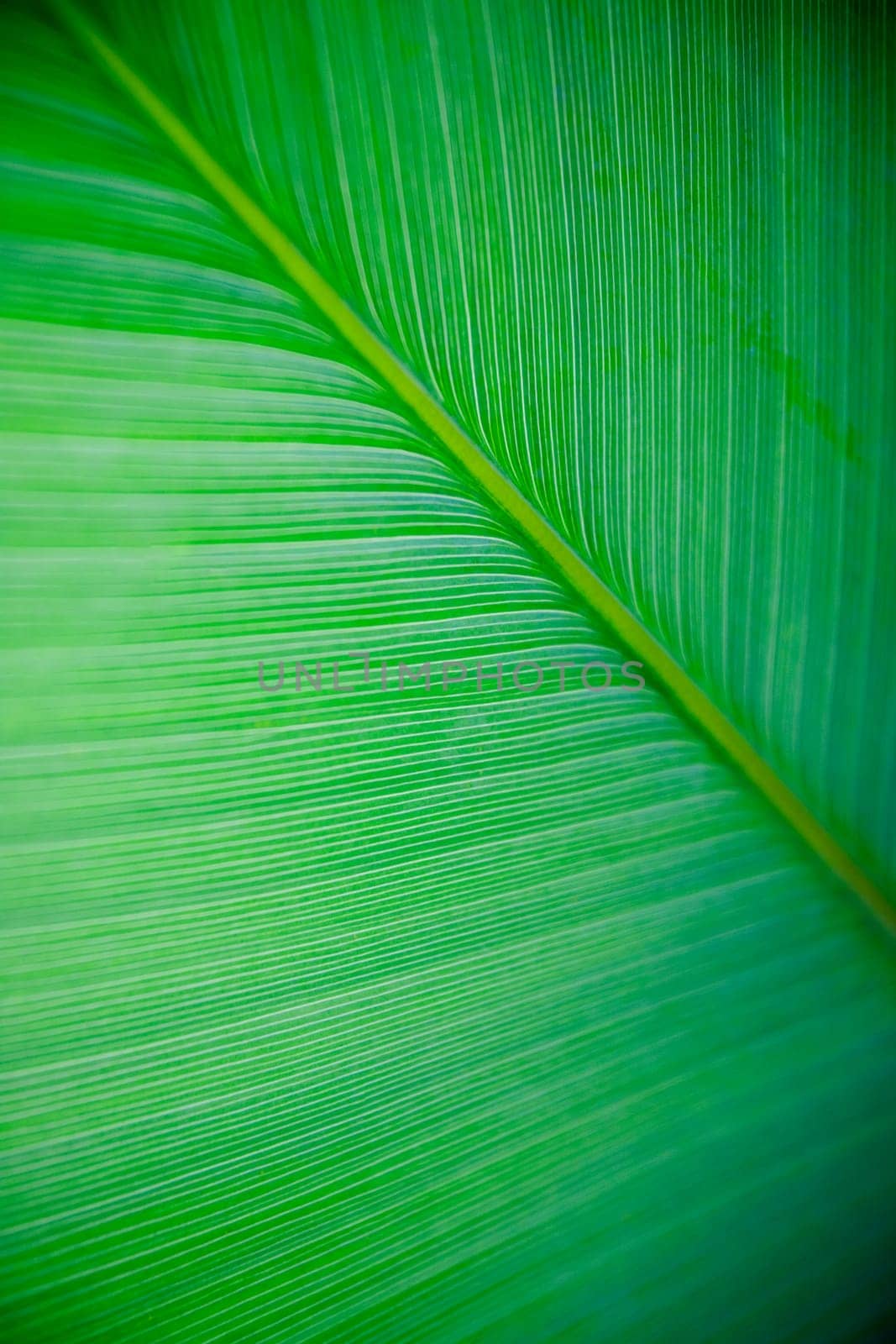 A very large tropical leaf texture background