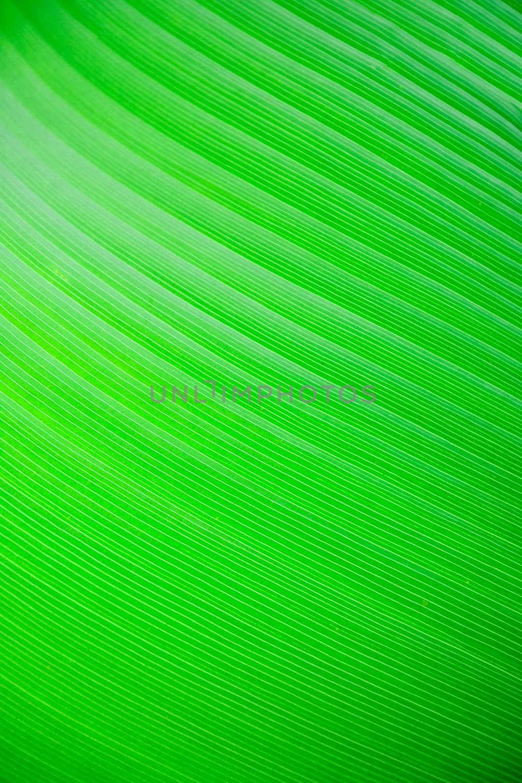 A very large tropical leaf texture background
