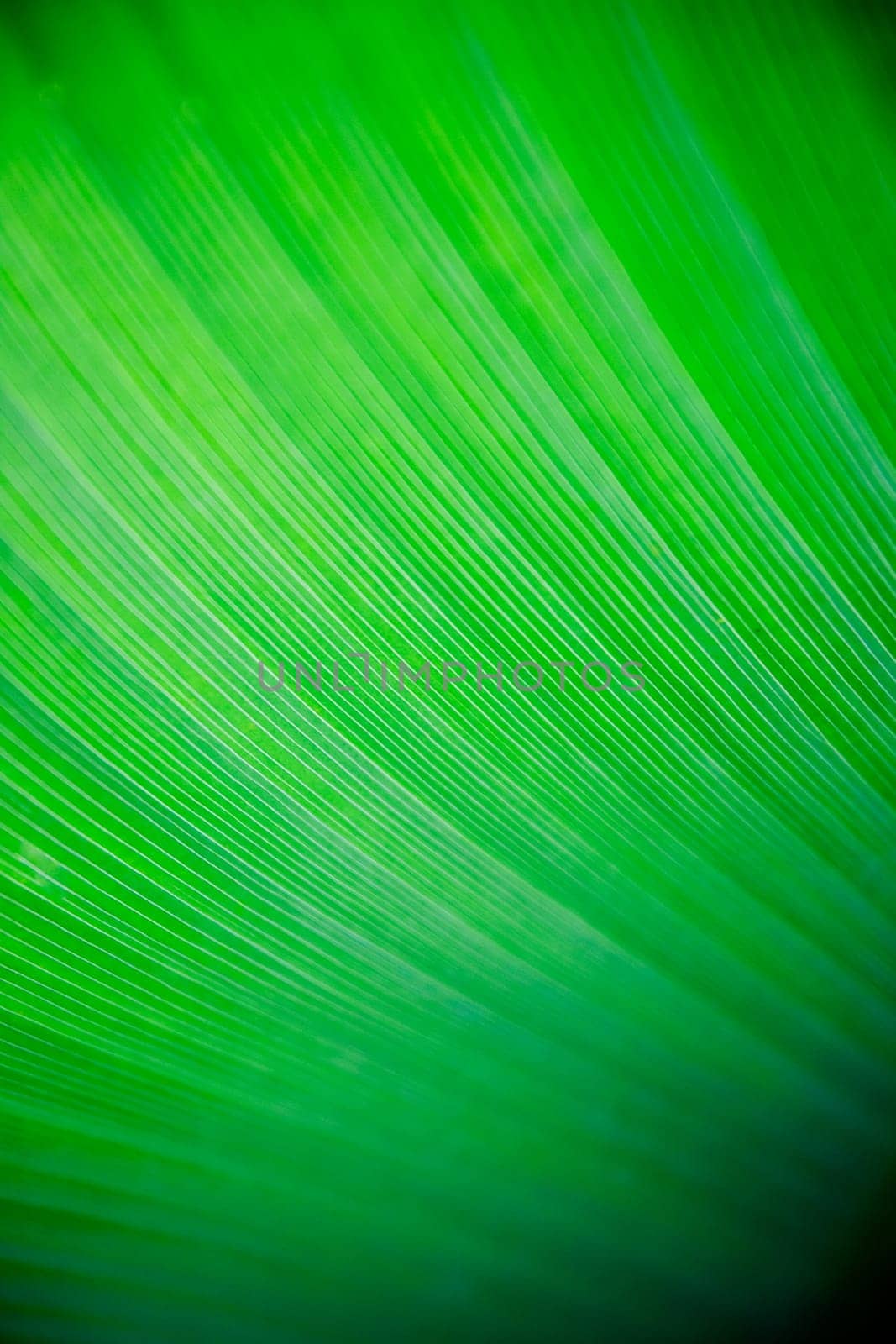 A very large tropical leaf texture background