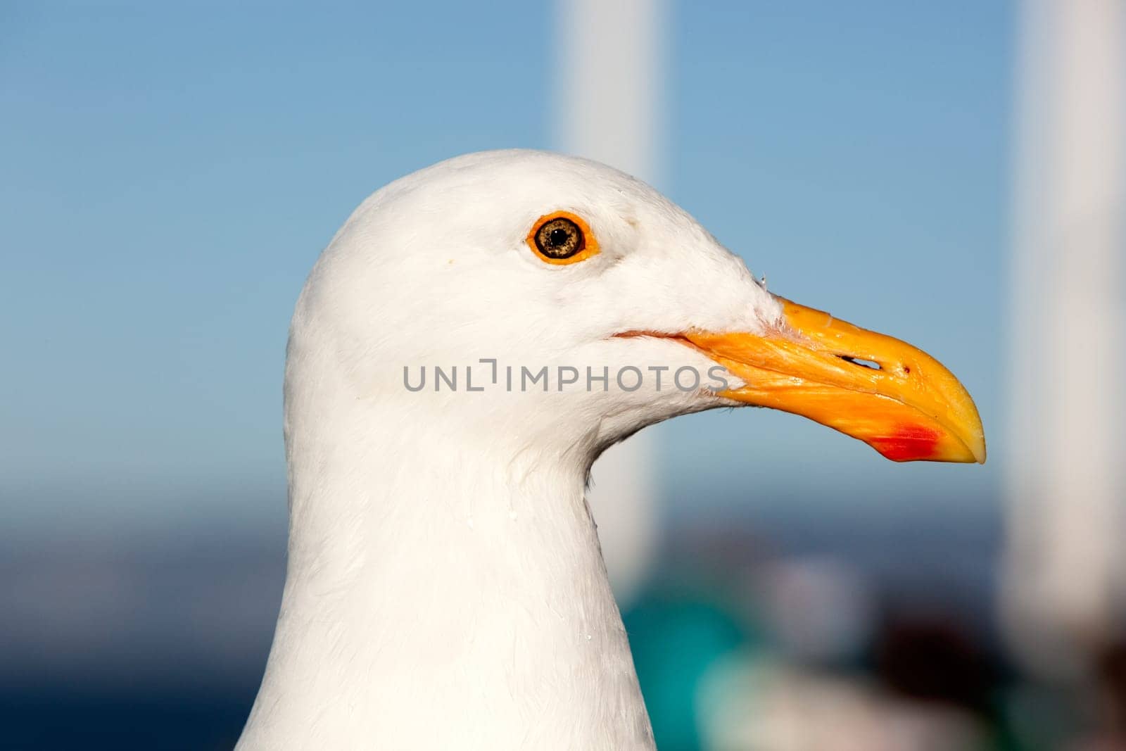 The head of a healthy seagul