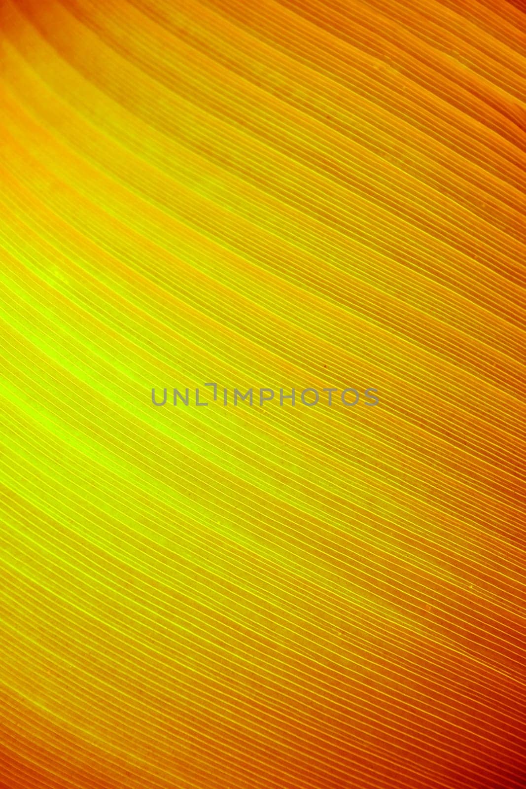 A very large tropical leaf texture background