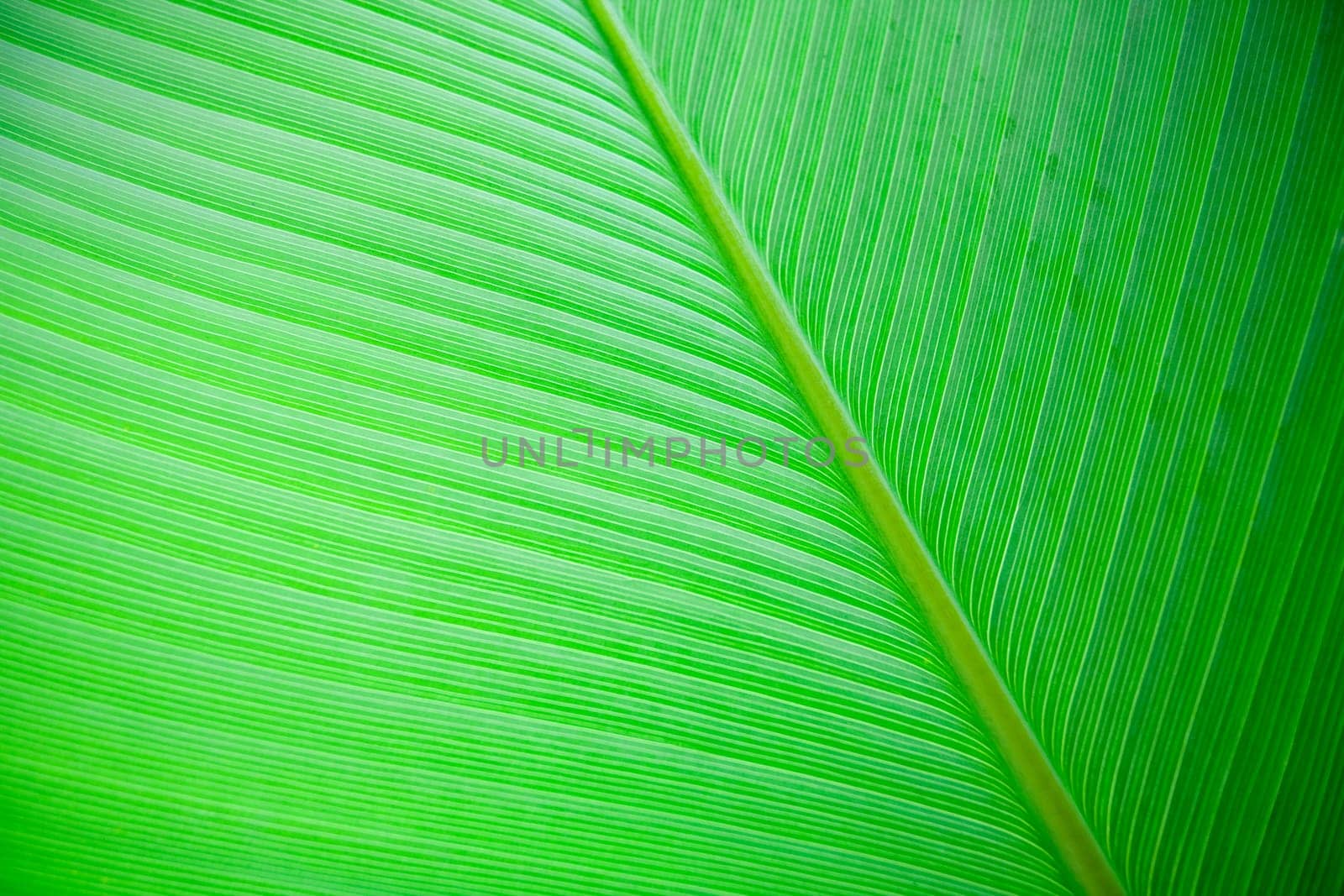 A very large tropical leaf texture background