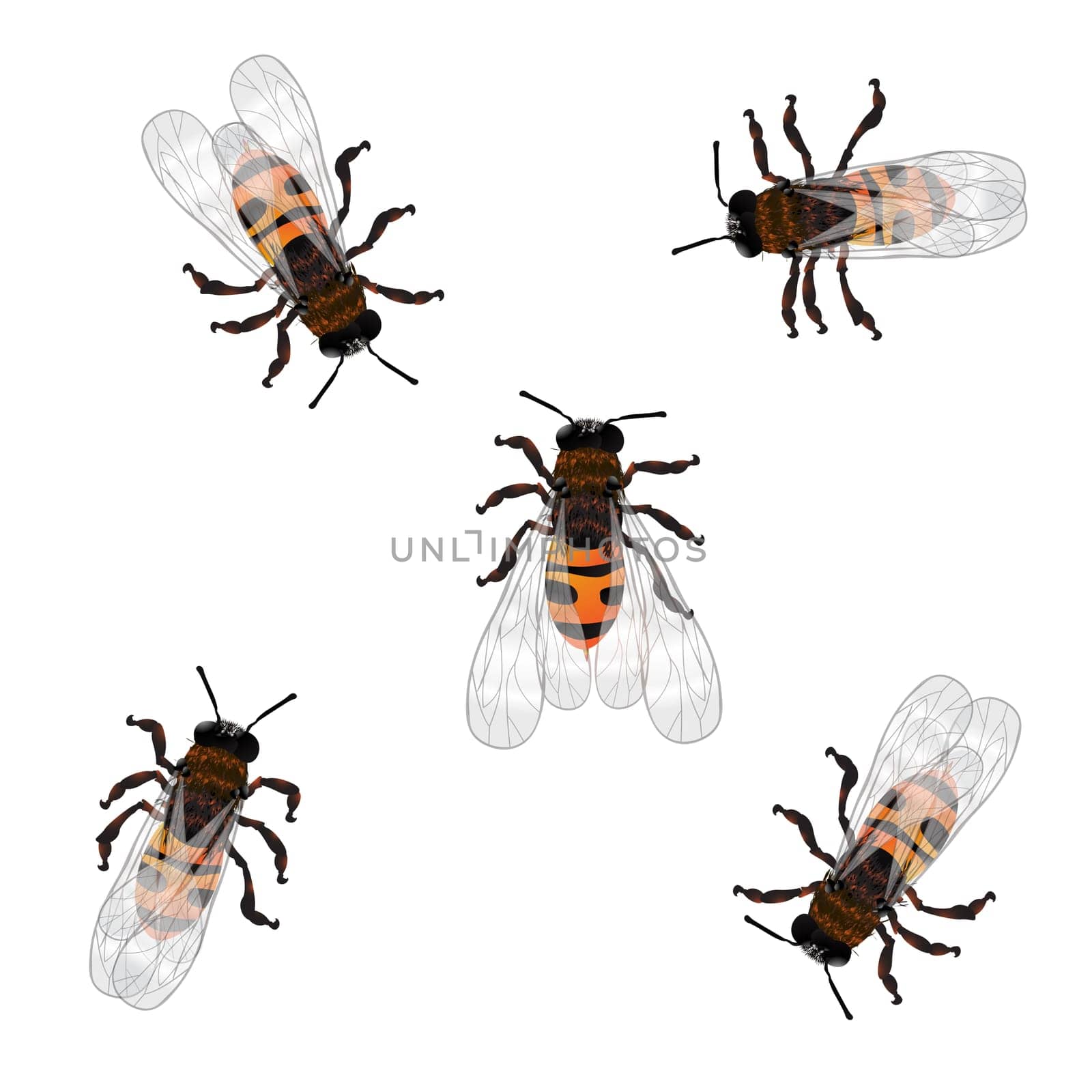 Realistic working bees graphic. Isolated and grouped objects over white background.