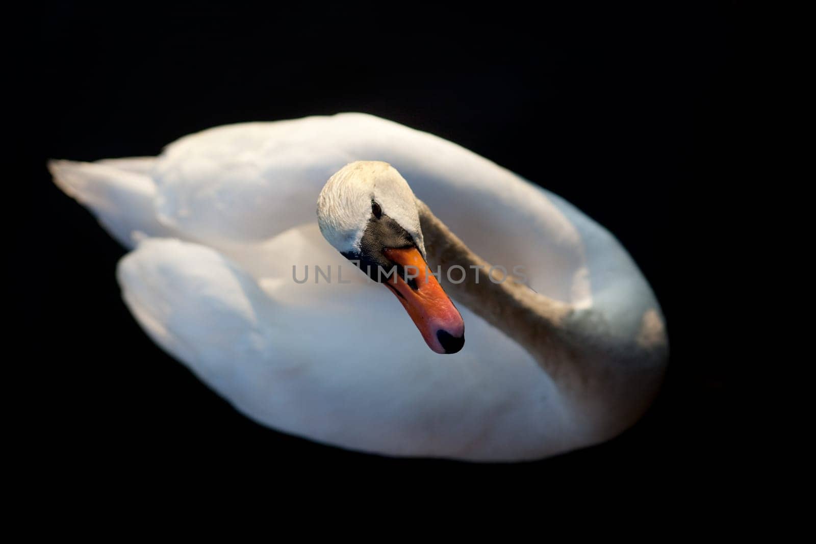 A while swan against a black background