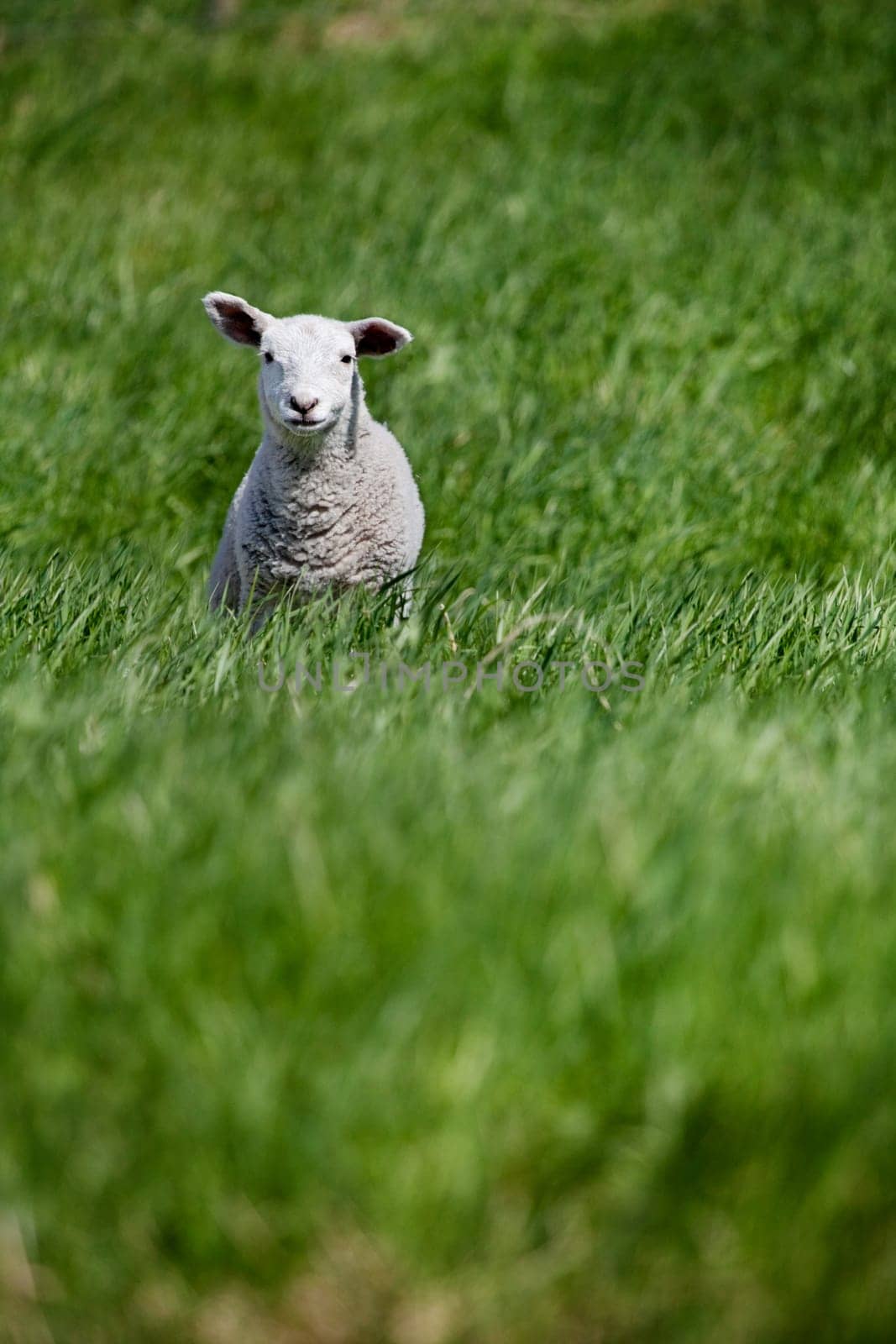A young lamb isolated in a pasture of green grass