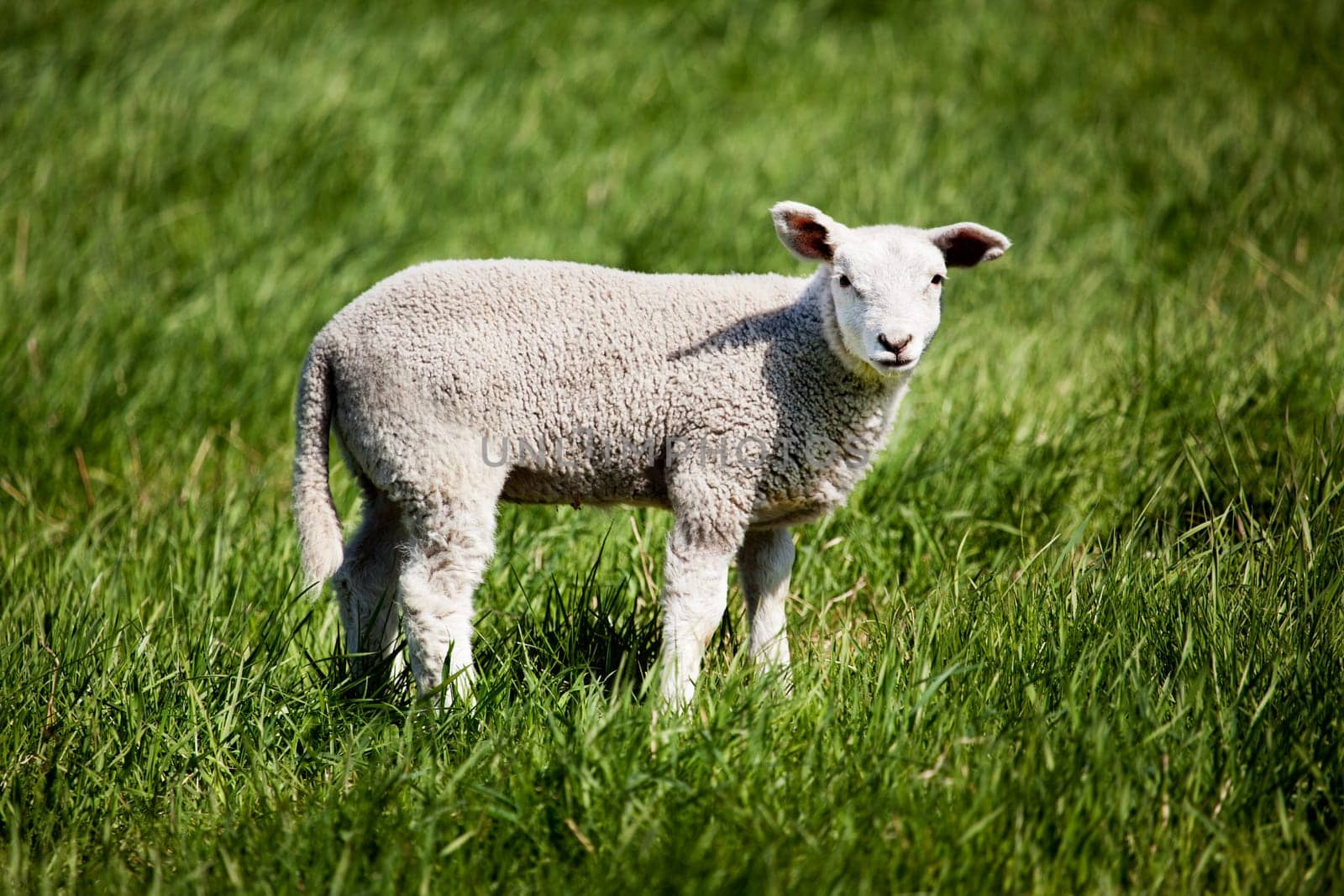 A small lamb in a pasture of sheep looking curious at the camera