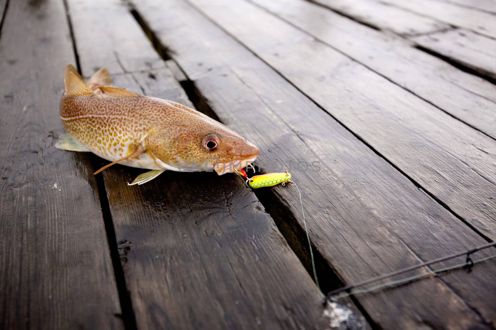A fresh caught cod fish with hook in it's mouth