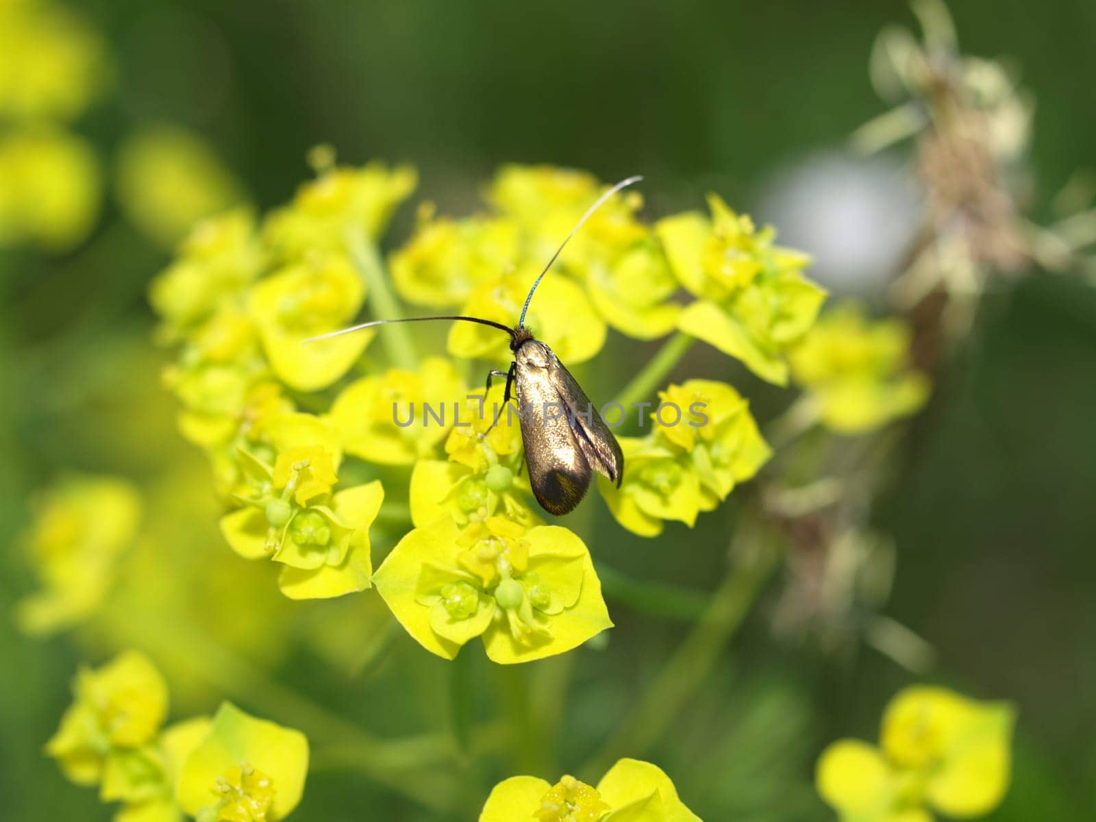 Longhorn moth - Nemophora metallica