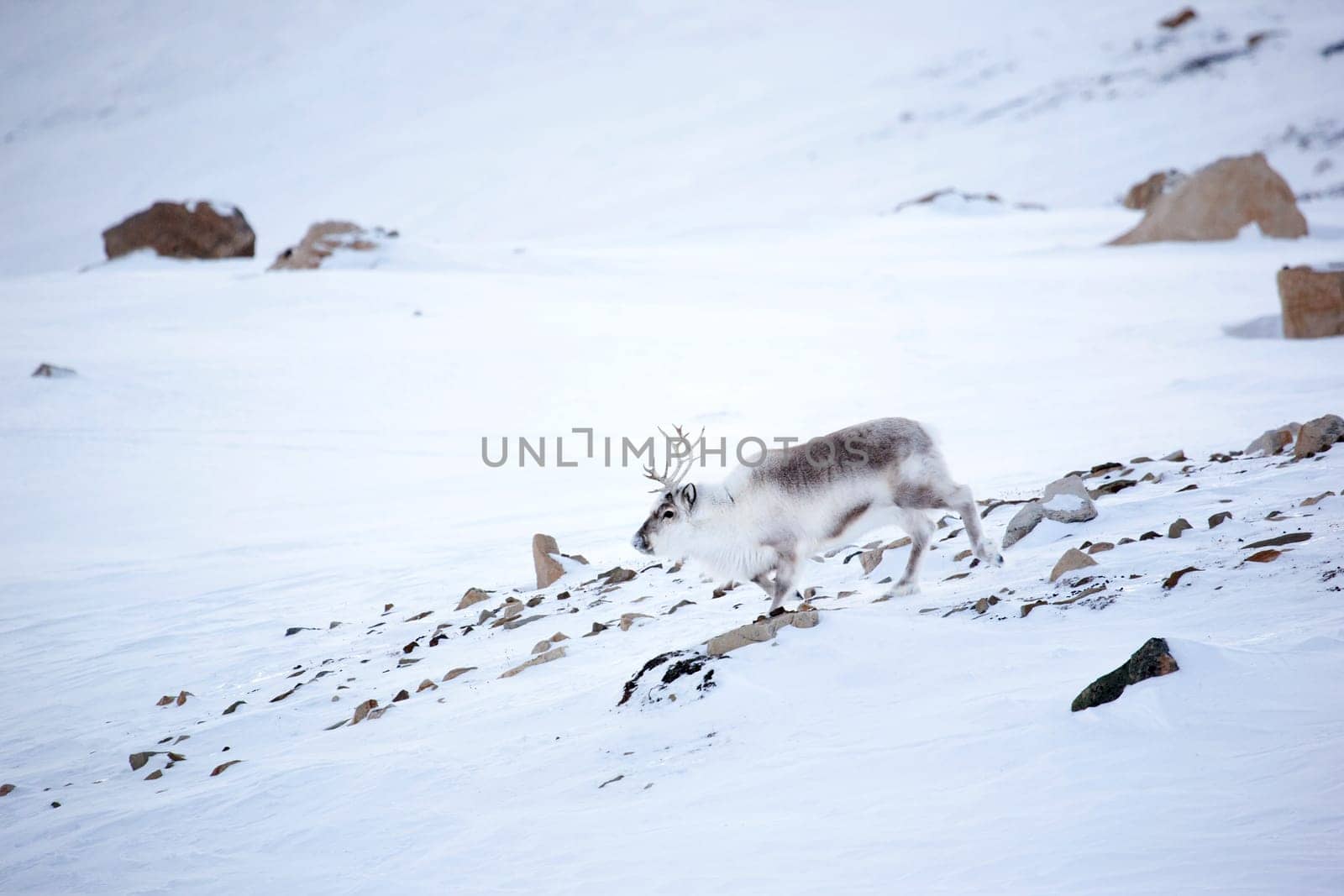 A reindeer on the island of Spitsbergen, Svalbard, Norway