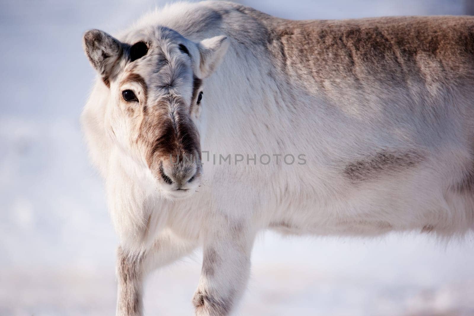 A wild reindeer on the island of Spitsbergen, Svalbard, Norway