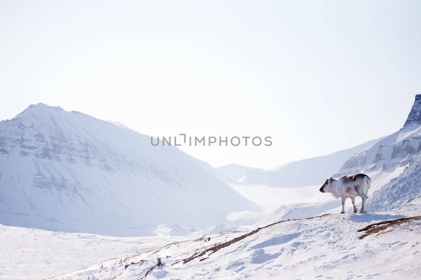 A wild raindeer against a desolate winter landscape, Svalbard, Norway