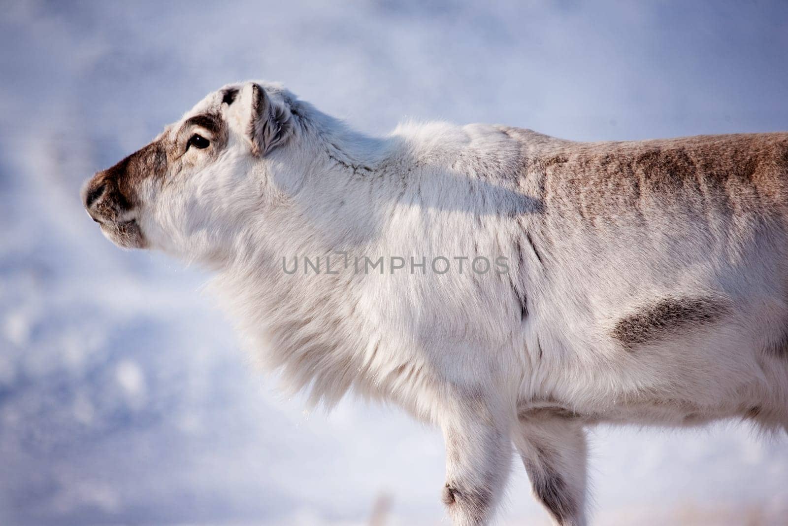 A wild reindeer on the island of Spitsbergen, Svalbard, Norway