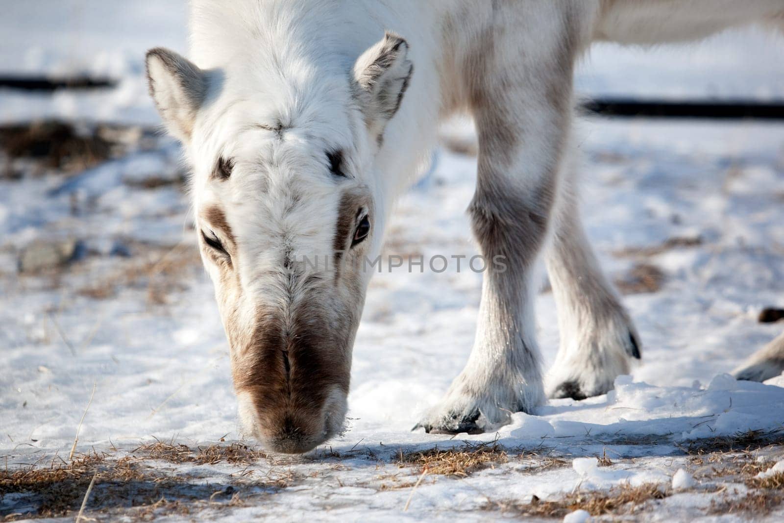 A wild reindeer on the island of Spitsbergen, Svalbard, Norway