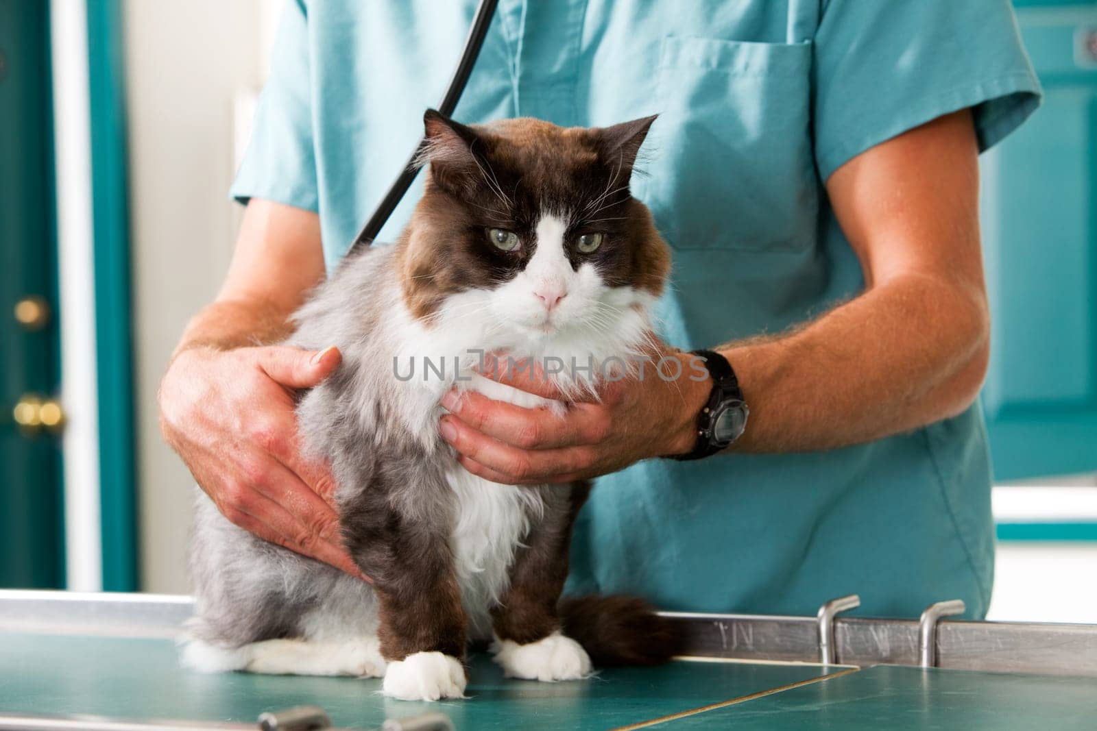 A cat having a check-up at a small animal vet clinic