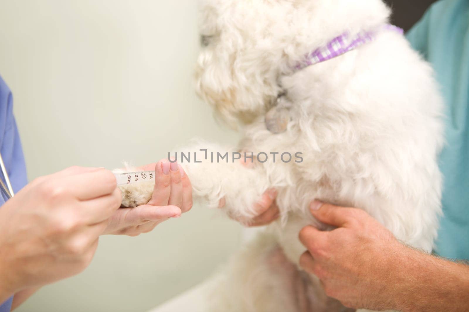 A dog having a blood test done at the vet.