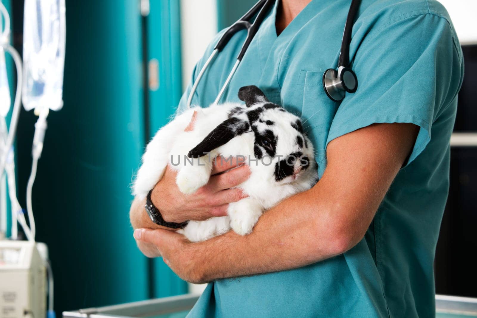 A rabbit in for a check-up at a vet clinic