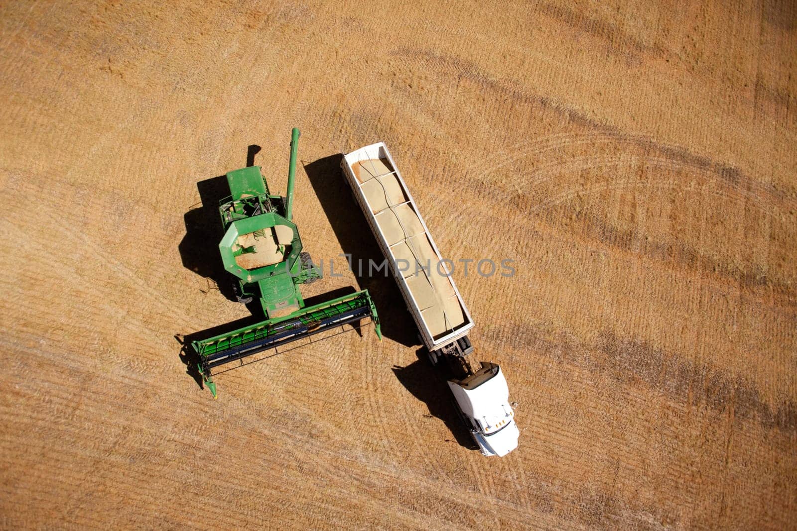 Harvester on a field emptying lentils into a semi-truck