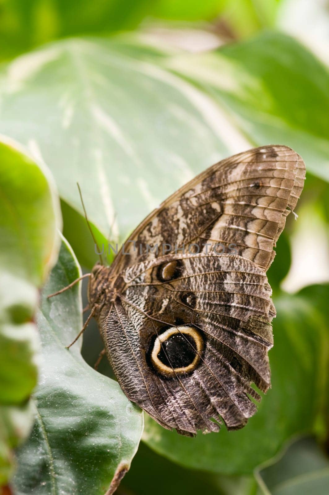Caligo eurilochus