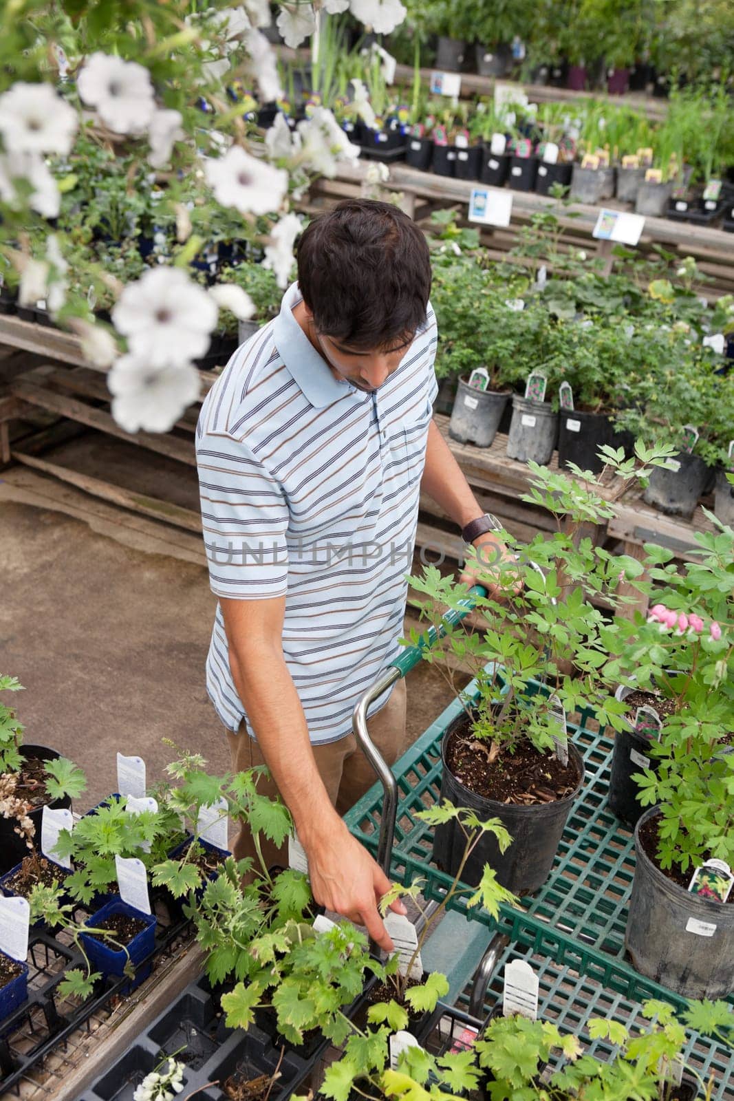 High angle view of young man shopping for potted plants