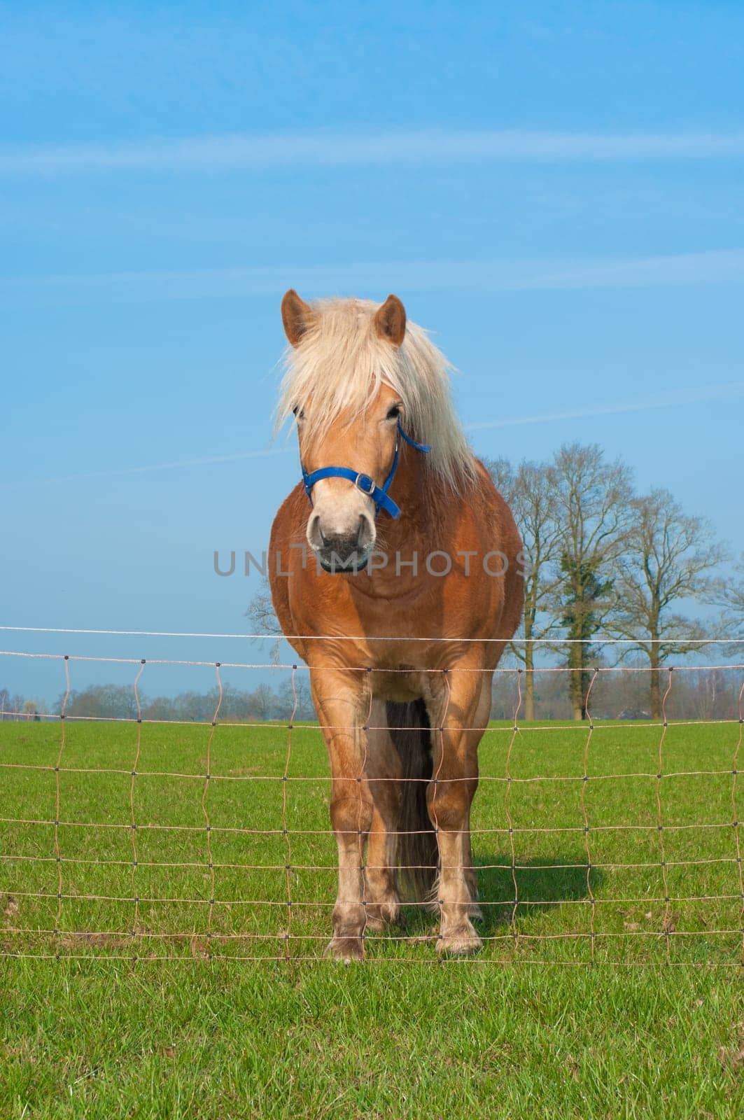 brown horse in a dutch meadow