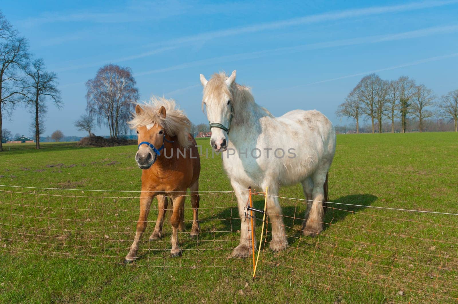 brown and white horse in a dutch meadow