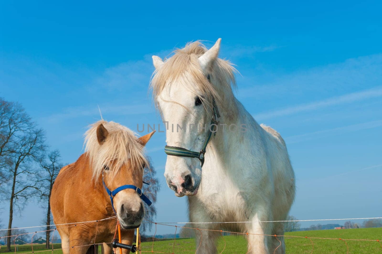 brown and white horse in a dutch meadow