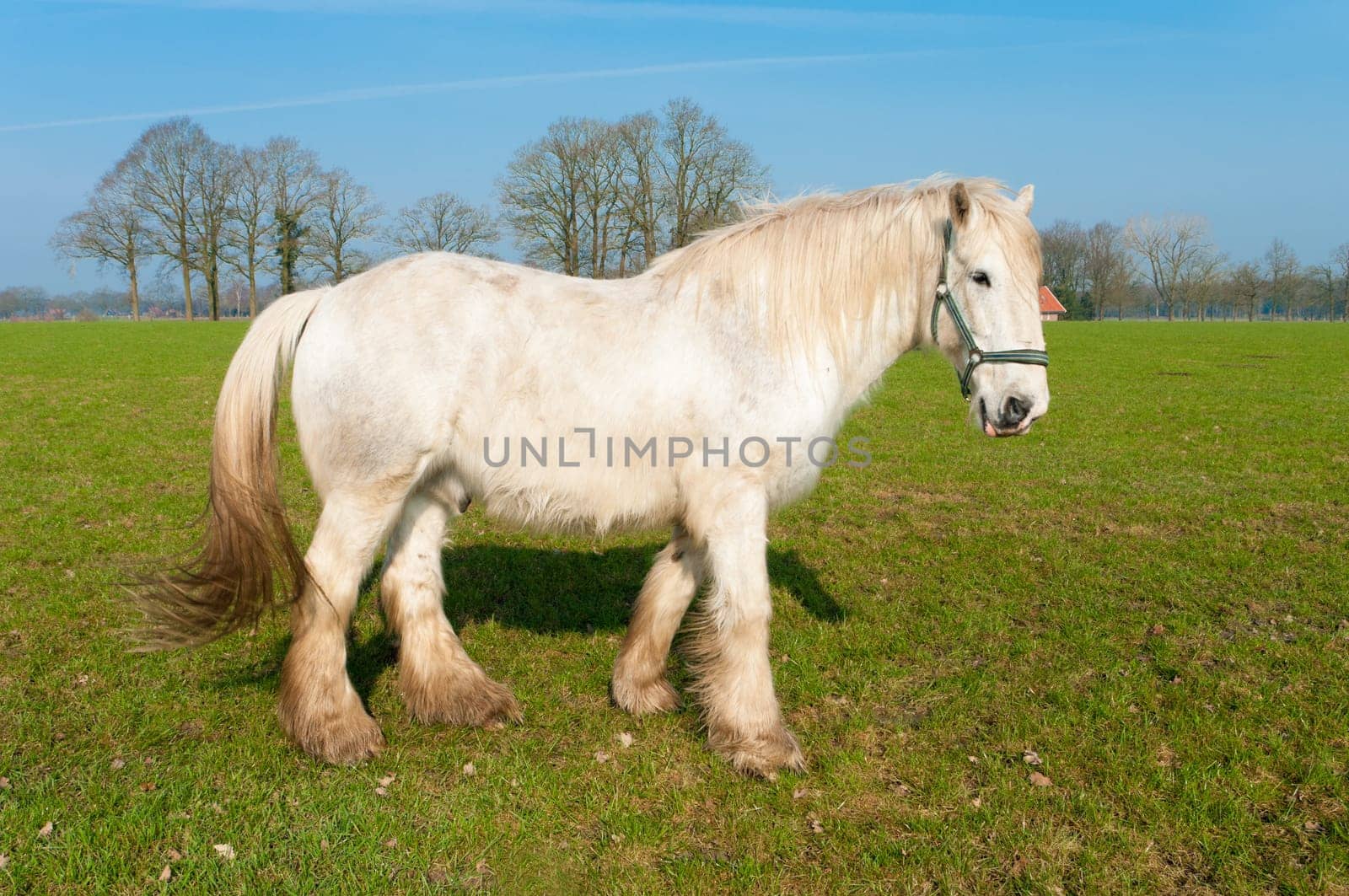 white horse in a dutch meadow