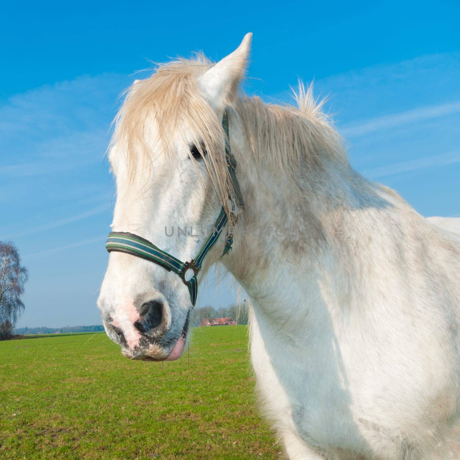 white horse in a dutch meadow